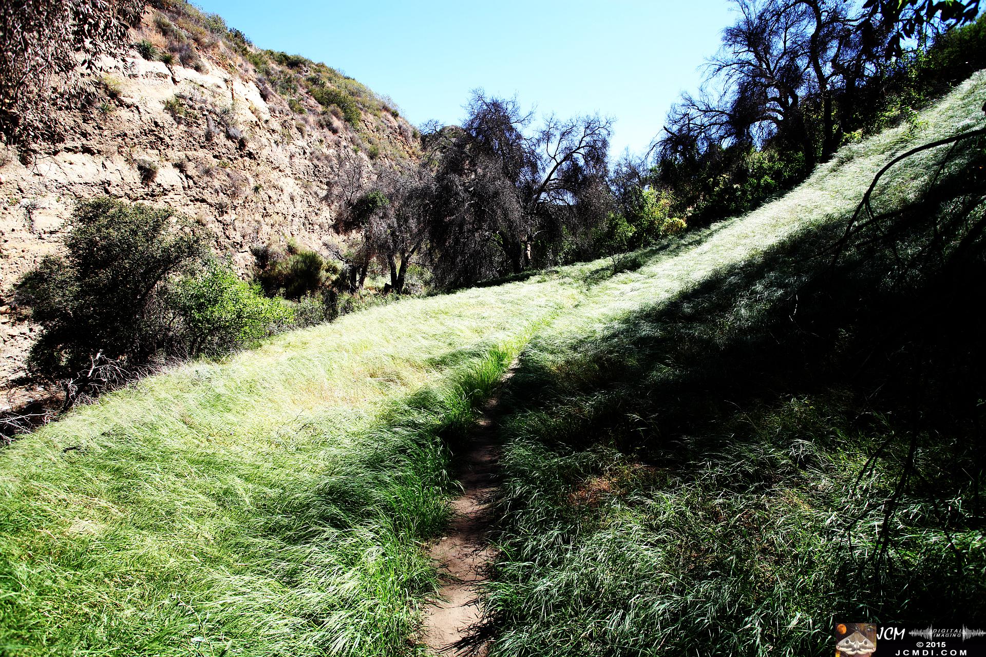 Whitney Canyon Hike grassy trail